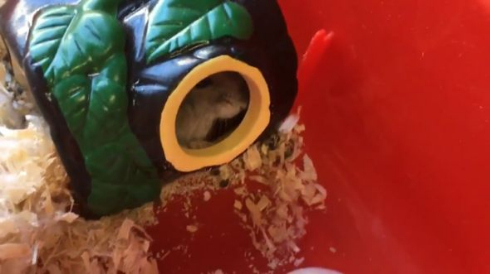 ハムスター 衝撃 顔