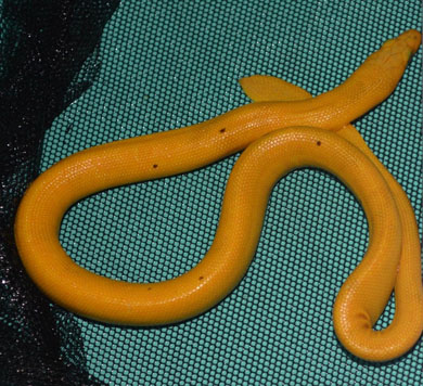 海ヘビ 新種 発見