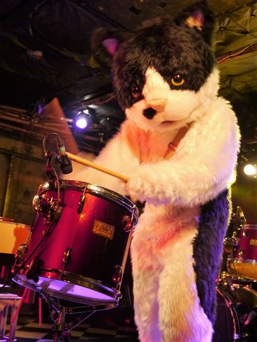 むぎ（猫）　ライブ　猫　音楽　インタビュー