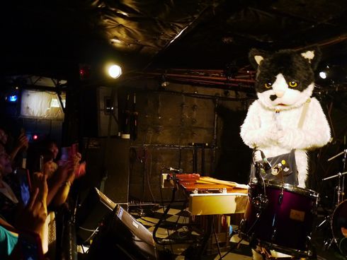 むぎ（猫）　ライブ　猫　音楽　インタビュー
