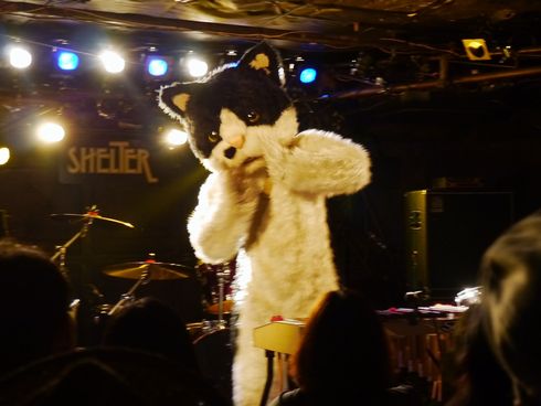むぎ（猫）　ライブ　猫　音楽　インタビュー