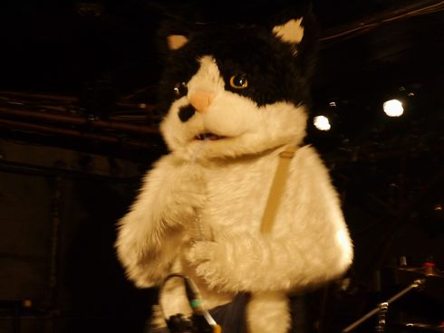 むぎ（猫）　ライブ　猫　音楽　インタビュー