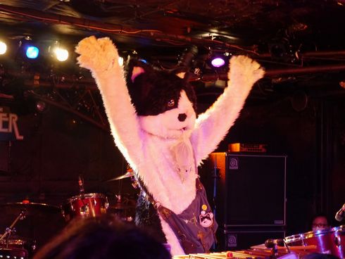 むぎ（猫）　ライブ　猫　音楽　インタビュー