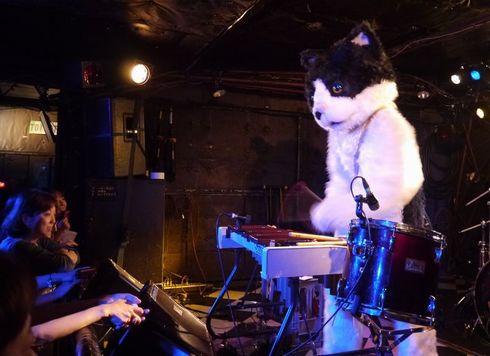 むぎ（猫）　ライブ　猫　音楽　インタビュー