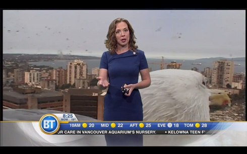 カナダのニュース番組、巨大カモメが映り込むハプニング