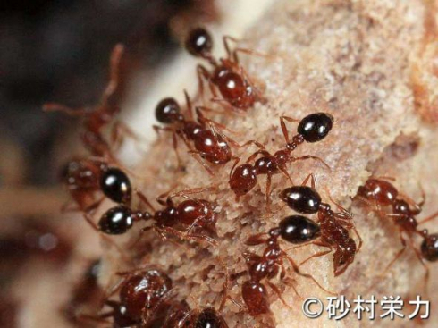 ヒアリ 観察 生中継 ニコニコ生放送