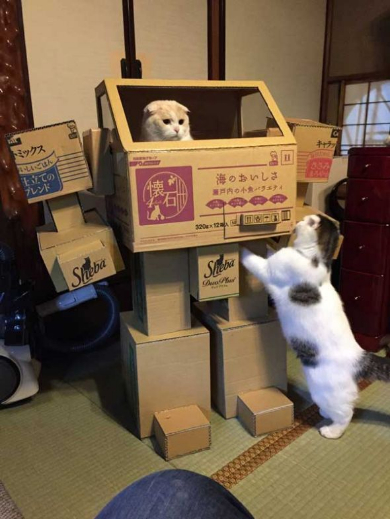 猫 ロボ 段ボール 立体化