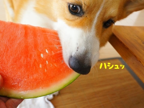 初めてのコーギー