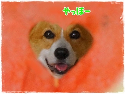 初めてのコーギー