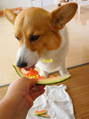 初めてのコーギー