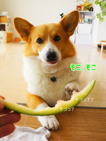 初めてのコーギー