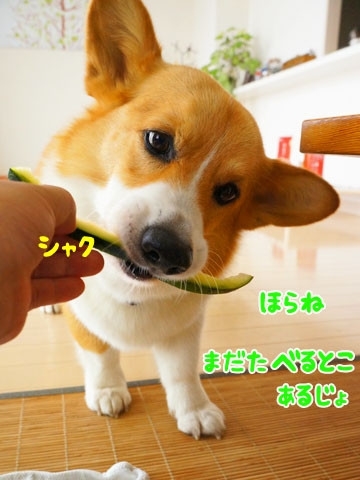 初めてのコーギー