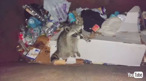 アライグマ ゴミ箱