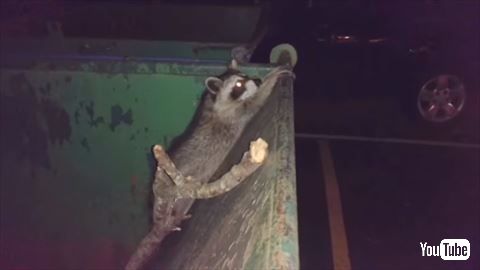 アライグマ ゴミ箱