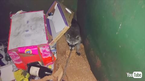 アライグマ ゴミ箱