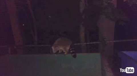 アライグマ ゴミ箱