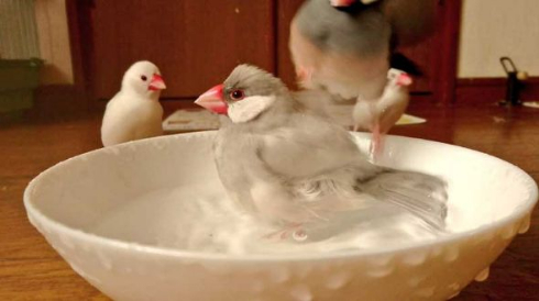文鳥 着地点