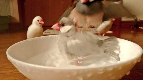 文鳥 着地点