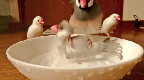 文鳥 着地点