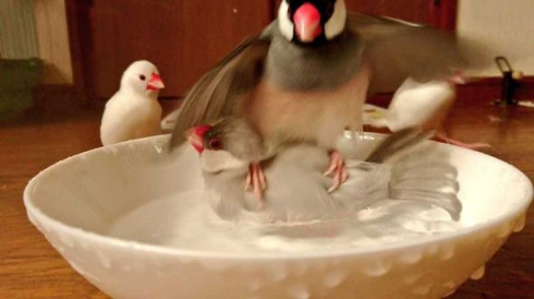 文鳥 着地点