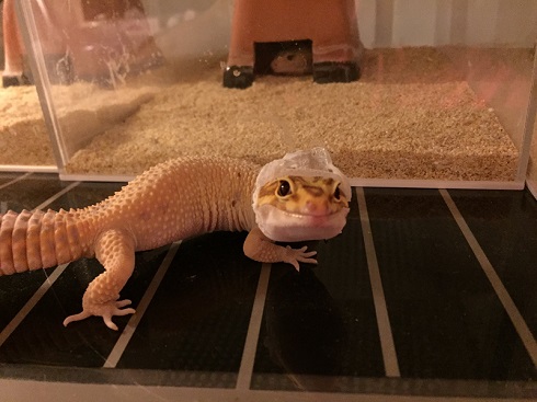 脱皮中プータくん