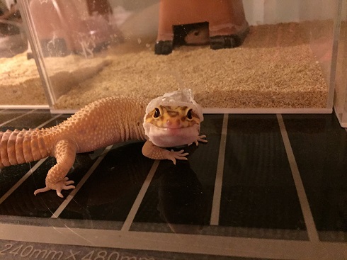 脱皮中プータくん