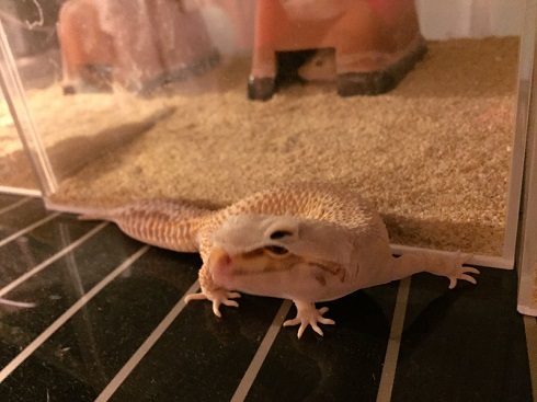 脱皮中プータくん