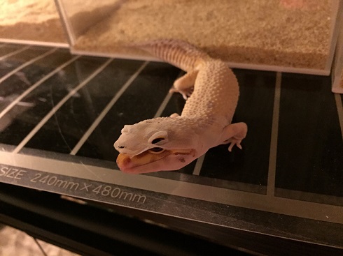 脱皮中プータくん