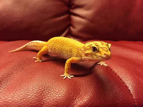 脱皮中プータくん