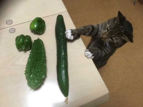 きゅうり 食べる 猫