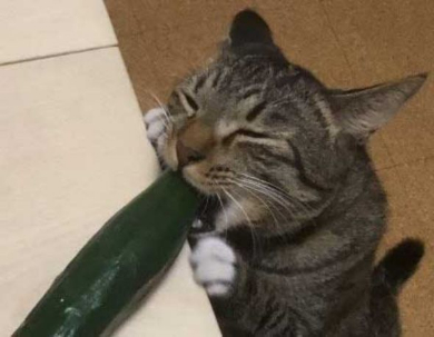 きゅうり 食べる 猫