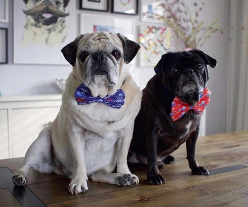 バーテンダーパグ