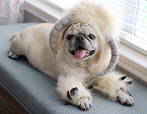 バーテンダーパグ