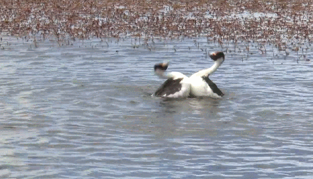 希少な鳥パタゴニアカイツブリの求愛ダンスがヘドバン・タンゴでノリノリ　世界で初めて詳細に撮影される