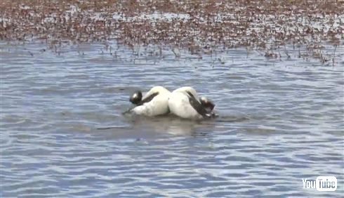 希少な鳥パタゴニアカイツブリの求愛ダンスがヘドバン・タンゴでノリノリ　世界で初めて詳細に撮影される