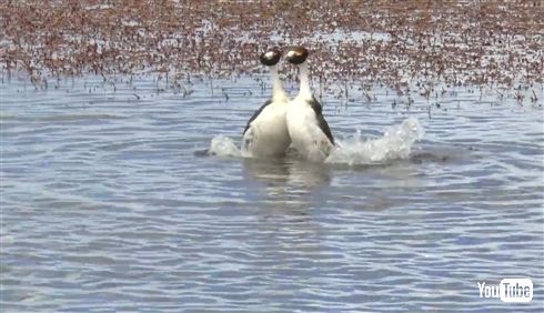 希少な鳥パタゴニアカイツブリの求愛ダンスがヘドバン・タンゴでノリノリ　世界で初めて詳細に撮影される