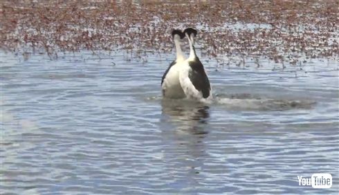 希少な鳥パタゴニアカイツブリの求愛ダンスがヘドバン・タンゴでノリノリ　世界で初めて詳細に撮影される