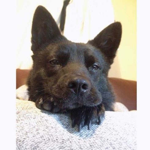 甲斐犬 ウィッグ 洋犬