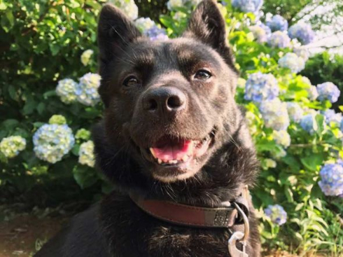 甲斐犬 ウィッグ 洋犬