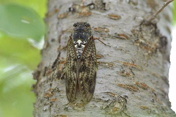 夏といえばセミ