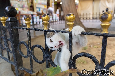 CatStock
