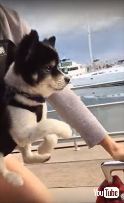 犬
