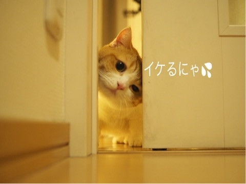 茶太郎 きなこの短足日記