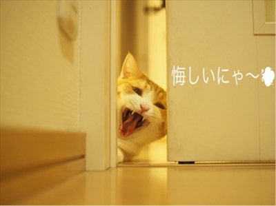 茶太郎 きなこの短足日記