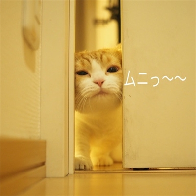 茶太郎 きなこの短足日記