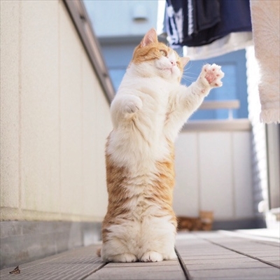 茶太郎 きなこの短足日記