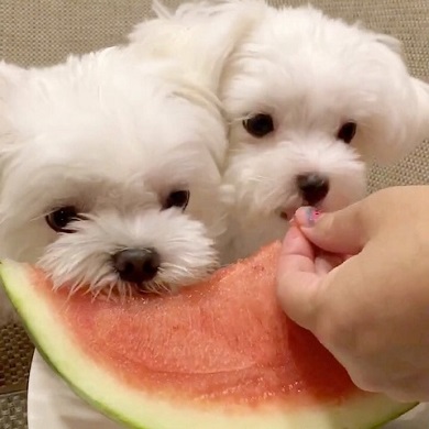 スイカおねしょ