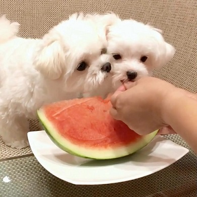 スイカおねしょ