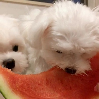 スイカおねしょ