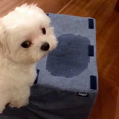 スイカおねしょ